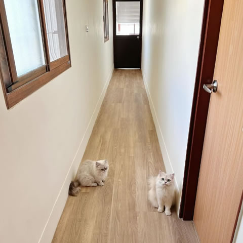 新市貓舍